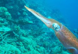 Reef Squid, Curacao Many, many shots taken - at end of th... by Dan Root 